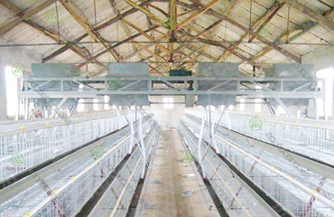雞場喂料機2