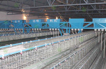 雞場喂料機3